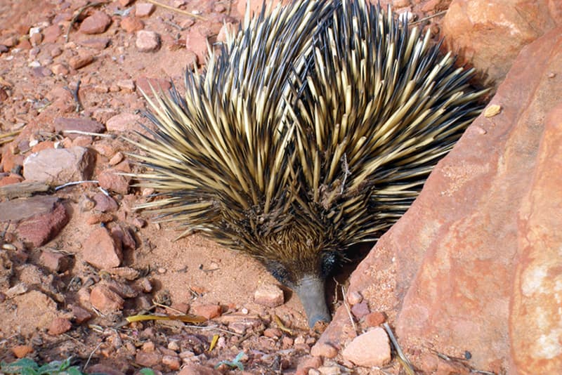 Short-beaked echidna in Kalbarri National Park