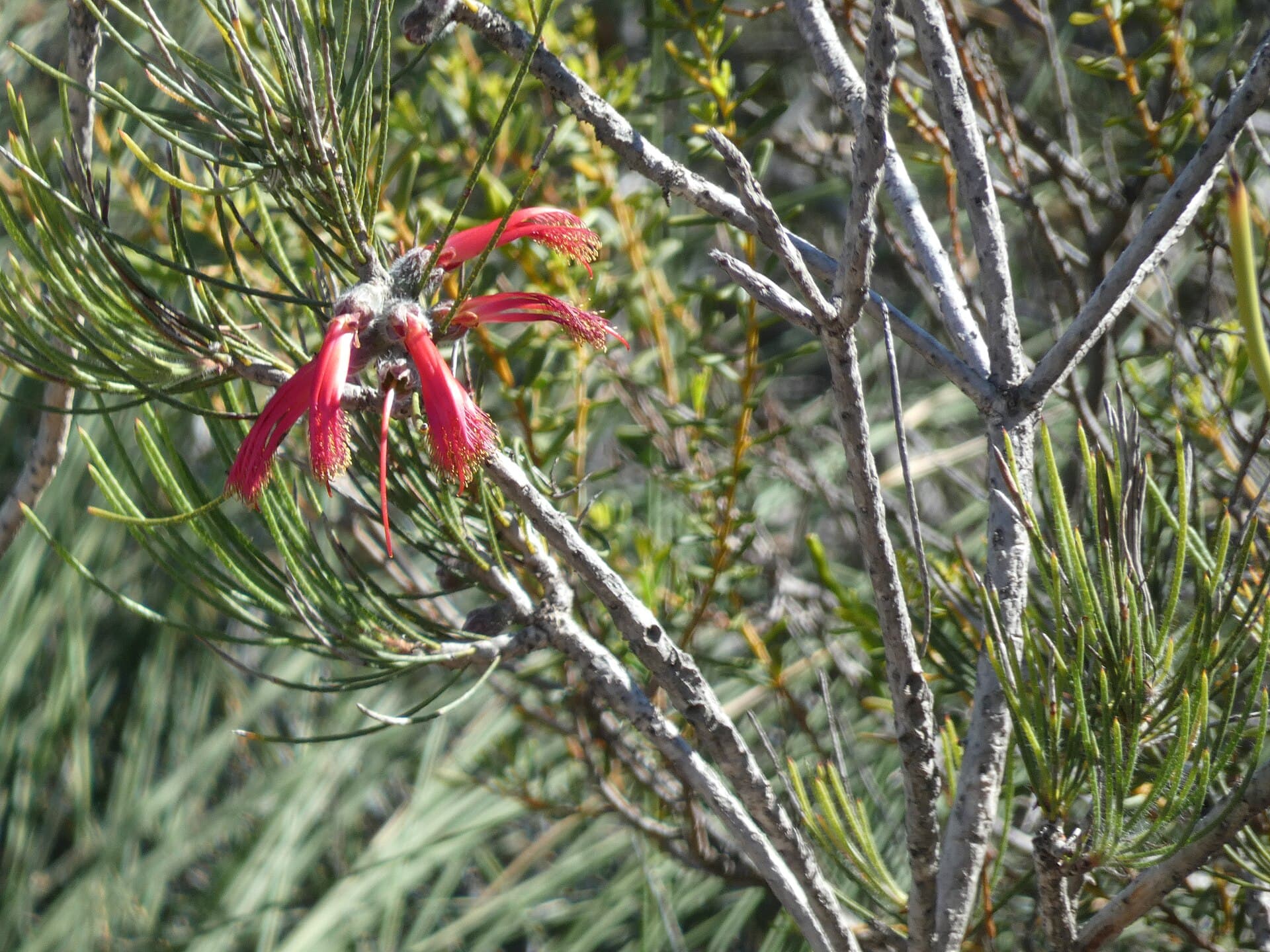 Calothamnus shrub flowering in Kalbarri National Park